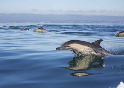 Dolphin Watching Boat Trips