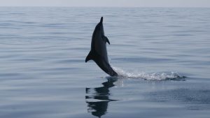 Calm Algarve Seas to See Wild Dolphins