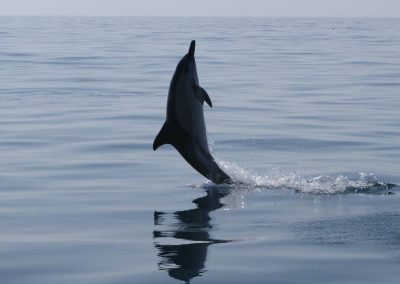 Calm Algarve Seas To See Wild Dolphins